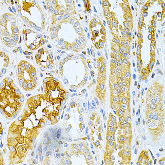 TNFRSF11B Rabbit polyclonal antibody
