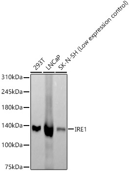 IRE1 Rabbit monoclonal antibody