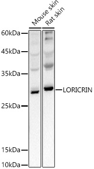 LORICRIN Rabbit polyclonal antibody