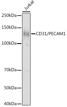 CD31/PECAM1 Rabbit polyclonal antibody