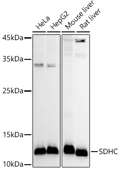 Western blot analysis of various lysates using SDHC Rabbit pAb (A21040) at 1:1000 dilution.<br/>Secondary antibody: HRP Goat Anti-Rabbit IgG (H+L) (AS014) at 1:10000 dilution.<br/>Lysates/proteins: 25μg per lane.<br/>Blocking buffer: 3% nonfat dry milk in TBST.<br/>Detection: ECL Basic Kit (RM00020).<br/>Exposure time: 30s.