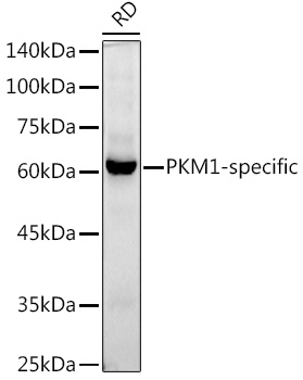 PKM1-specific Rabbit monoclonal antibody