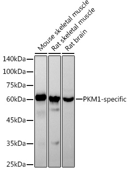PKM1-specific Rabbit monoclonal antibody
