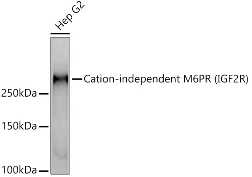 Cation-independent M6PR (IGF2R) Rabbit monoclonal antibody
