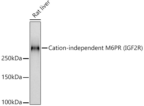 Cation-independent M6PR (IGF2R) Rabbit monoclonal antibody