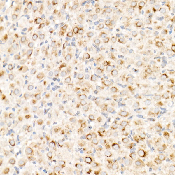 Cation-independent M6PR (IGF2R) Rabbit monoclonal antibody