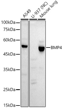 BMP4 Rabbit monoclonal antibody