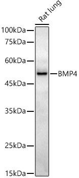 BMP4 Rabbit monoclonal antibody