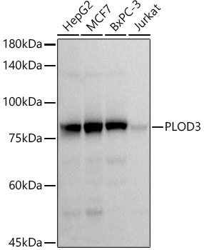 PLOD3 Rabbit monoclonal antibody