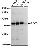 Western blot - PLOD3 Rabbit mAb (A21066)