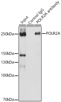 POLR2A Rabbit polyclonal antibody