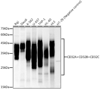 CD32A + CD32B + CD32C Rabbit monoclonal antibody
