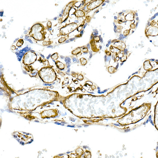 CD32A + CD32B + CD32C Rabbit monoclonal antibody