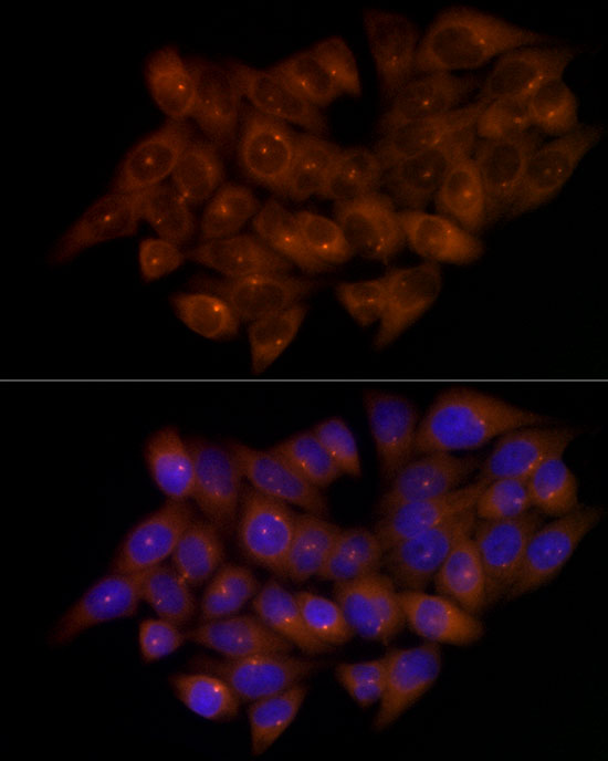 CEP43 Rabbit monoclonal antibody