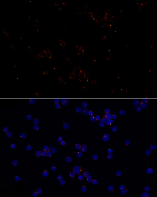 CEP43 Rabbit monoclonal antibody