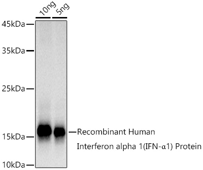 Interferon alpha 1 (IFN-α1) Rabbit mAb