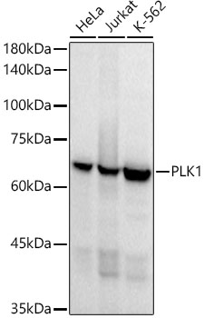 PLK1 Rabbit monoclonal antibody