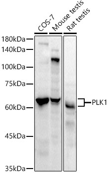 PLK1 Rabbit monoclonal antibody