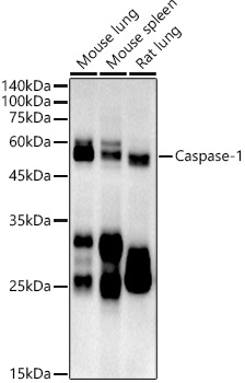 Caspase-1 Rat monoclonal antibody