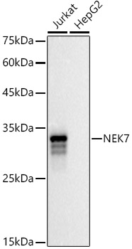 NEK7 Rabbit polyclonal antibody