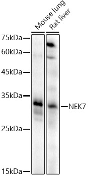 NEK7 Rabbit polyclonal antibody