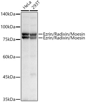 Ezrin/Radixin/Moesin Rabbit pAb