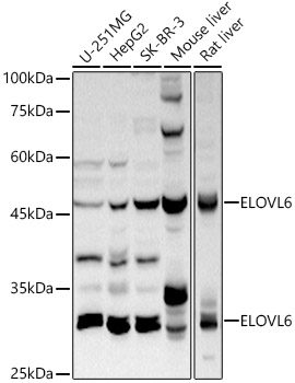 ELOVL6 Rabbit polyclonal antibody