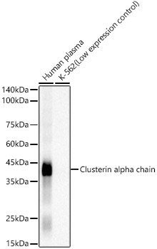 Clusterin Rabbit monoclonal antibody