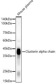 Clusterin Rabbit monoclonal antibody