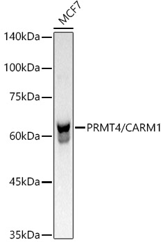 [KO Validated] PRMT4/CARM1 Rabbit monoclonal antibody