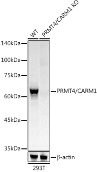 [KO Validated] PRMT4/CARM1 Rabbit monoclonal antibody