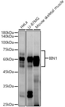 BIN1 Rabbit monoclonal antibody