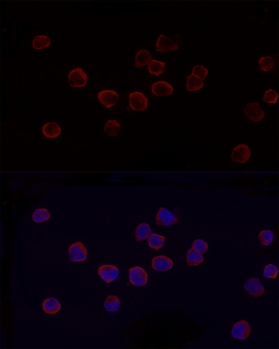 ANXA7 Rabbit monoclonal antibody