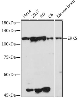 ERK5 Rabbit polyclonal antibody