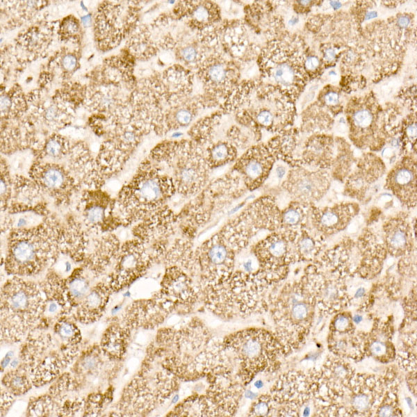 NDUFAB1 Rabbit monoclonal antibody