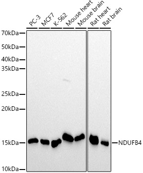 NDUFB4 Rabbit monoclonal antibody