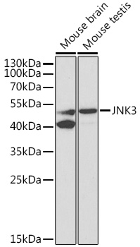 JNK3 Rabbit pAb