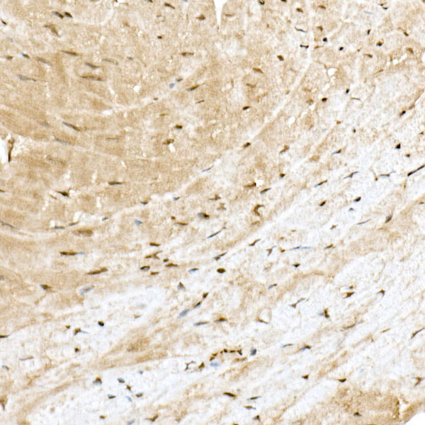 PP2A-B56D Delta/PR61D Delta/PPP2R5D Rabbit monoclonal antibody