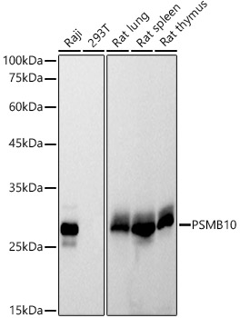 PSMB10 Rabbit monoclonal antibody