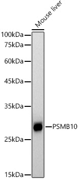 PSMB10 Rabbit monoclonal antibody