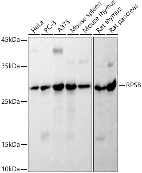 RPS8 Rabbit monoclonal antibody