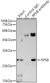 RPS8 Rabbit monoclonal antibody