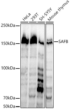 SAFB Rabbit monoclonal antibody