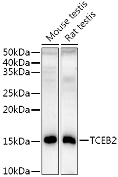 TCEB2 Rabbit monoclonal antibody