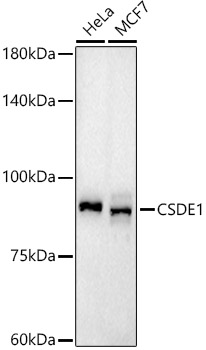 CSDE1 Rabbit monoclonal antibody