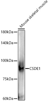 CSDE1 Rabbit monoclonal antibody