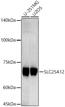 SLC25A12 Rabbit monoclonal antibody