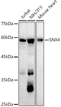 SNX4 Rabbit monoclonal antibody