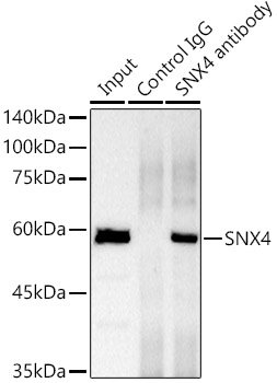 SNX4 Rabbit monoclonal antibody