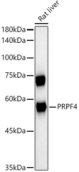 PRPF4 Rabbit monoclonal antibody